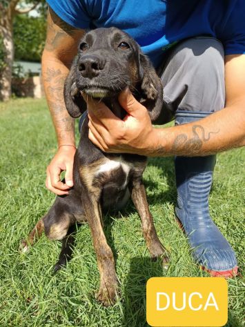 CUCCIOLI IN ADOZIONE - Foto 5