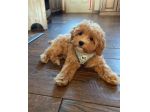 MALTIPOO NANO - MALTIPO NANI CUCCIOLI ALBICOCCA -  pag rateale