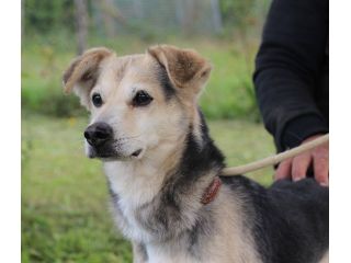 GENTILINO, tenero cagnolino