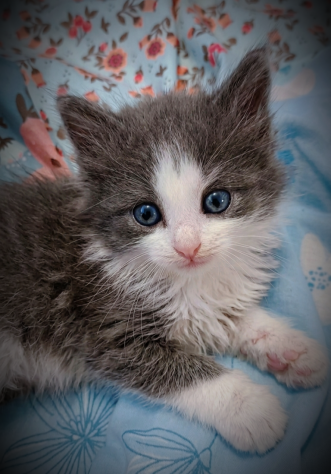 Bellissimi gattini Siberianiani pedigree Enfi - Foto 4