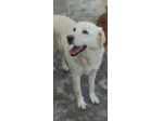 Cagnolina da adottare