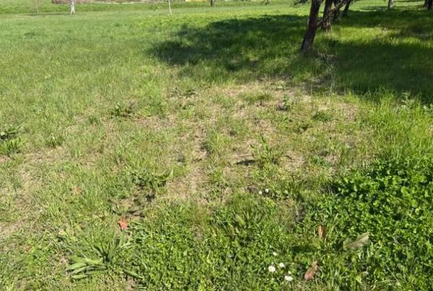 Terreno agricolo in vendita a Alica - Baccanella - Palaia 5700 mq  Rif: 1411633