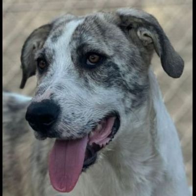 VALENTINO BELLISSIMO CUCCIOLONE IN ADOZIONE