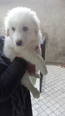 MARLEY E MILO, stupendi cuccioli pastore abruzzese - Foto 2