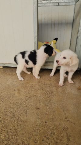 Rino: 2 mesi taglia contenuta - Foto 3