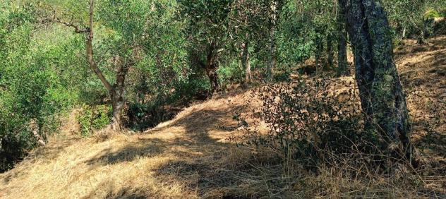 Terreno agricolo in vendita a Calci 7500 mq Rif: 1338268 - Foto 5