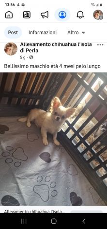 Chihuahua  cuccioloni - Foto 2