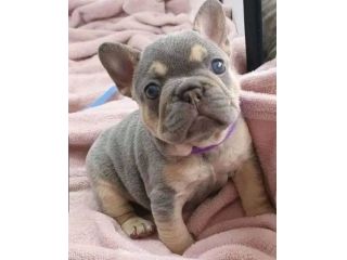 BULLDOG - BOULEDOGUE FRANCESE BLU & TAN - pagamento agevolato