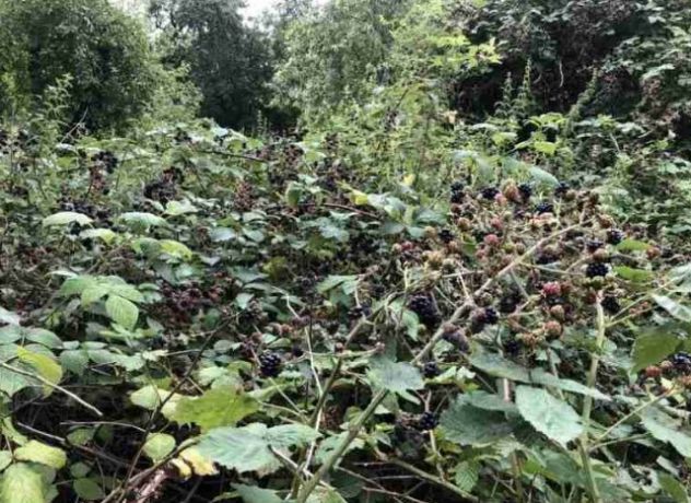 Cerco terreno / orto in gestione gratuita (zona Colverde e limitrofi)