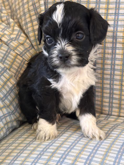 Cuccioli di cane Shihpoo - Foto 6
