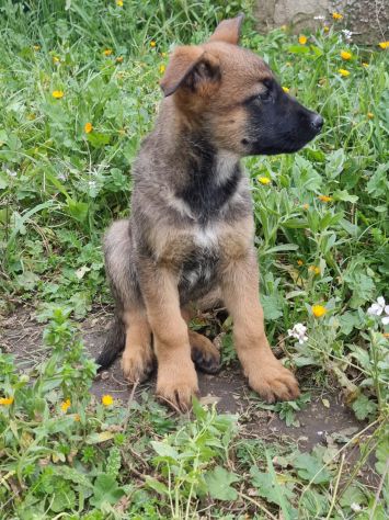 Cuccioli Allevamento Pastore Belga Malinois Potenza Matera Melfi Metaponto