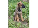 Cuccioli Allevamento Pastore Belga Malinois Potenza Matera Melfi Metaponto