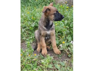 Cuccioli Allevamento Pastore Belga Malinois Potenza Matera Melfi Metaponto