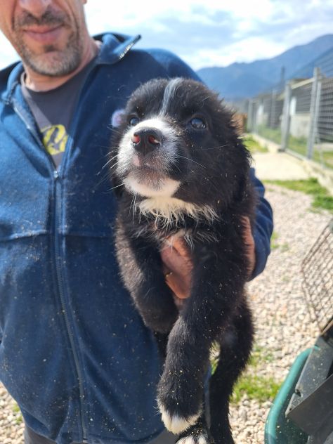 Cucciolo in adozione - Flic taglia medio piccola - Foto 5
