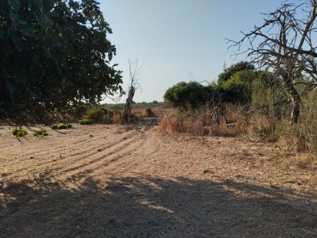 Terreno di circa 8.000 mq con trullo nelle campagne di Alezio - Foto 10