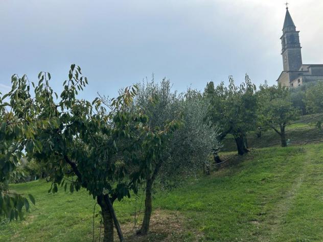 Uliveto in vendita a Castegnero - Foto 4