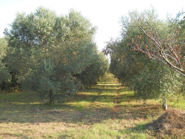 Oliveta, Piombino costa Est - Foto 3