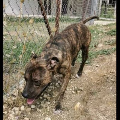 Zaza' ha un' indole meravigliosa, affettuoso cane in adozione 20 kg di tenerezza - Foto 7