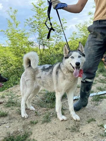 CINDY, splendida HUSKY cerca famiglia! - Foto 10