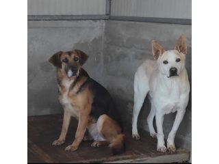 BEA E WHITE vite buttate, cani in adozione