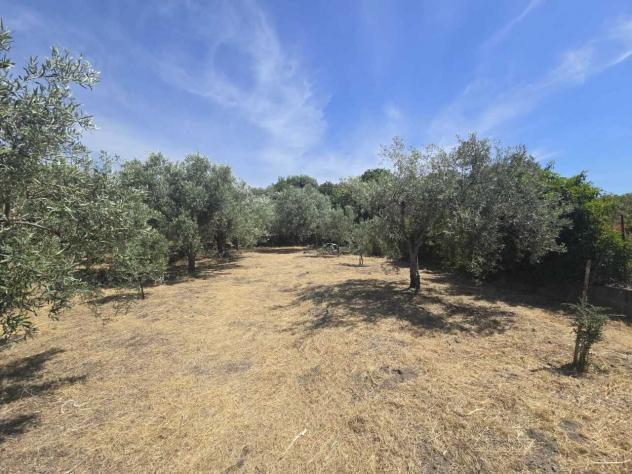 Uliveto in vendita a Camporotondo Etneo - Foto 2