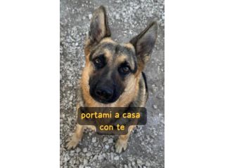 AJKA PASTORE TEDESCO 2 ANNI IN CANILE