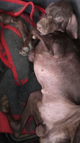 BACCO, adozione d'amore - Foto 2