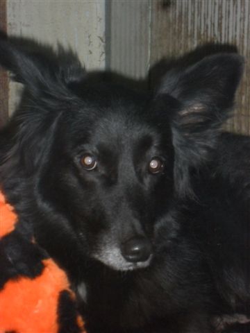 SARA, adozione del cuore - Foto 5