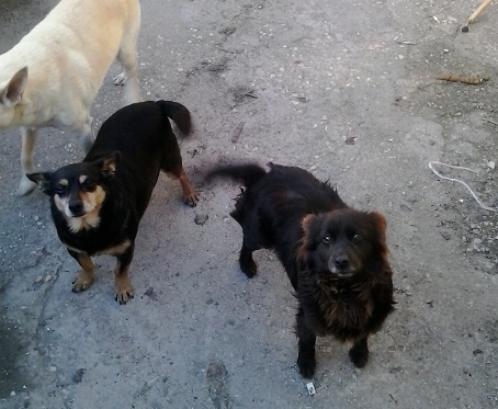4 dolcissimi cagnolini di taglia piccola - Foto 3