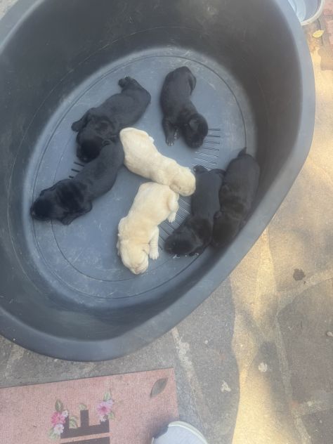 Cuccioli di Labrador miele e neri a Spoleto (PG) - Foto 7