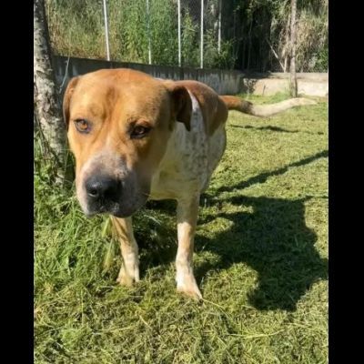 CASPER HA BISOGNO URGENTE DI TROVARE CASA, CANE IN ADOZIONE - Foto 5