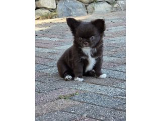 Chihuahua con pedegree