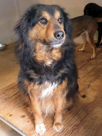 CANE IN ADOZIONE: ARDIAN, simil bernese - Foto 3