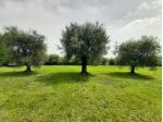 Terreno Agricolo - San Felice del Benaco . Rif.: 004 TA PORTESE