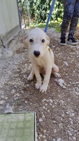 PUPA E LYAM, 2 MESI E MEZZO: DUE CANI STUPENDI ANCORA IN CANILE!! - Foto 5