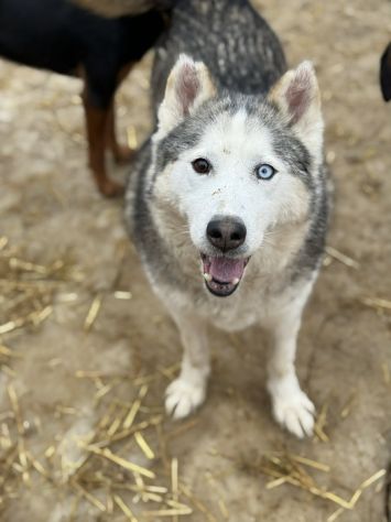 Arya, HUSKY tranquillona e tenerissima! - Foto 3