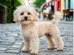 maltipoo cuccioli