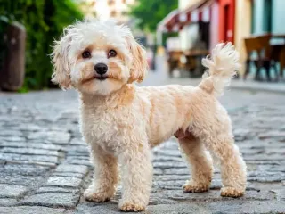 maltipoo cuccioli