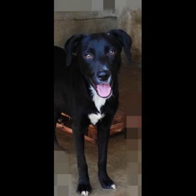 RAOUL TENERO CAGNOLINO IN ADOZIONE