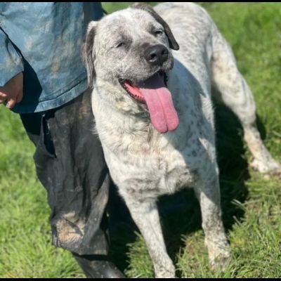 JAGO E ZENO ADORABILI TENERONI CANI IN ADOZIONE DI COPPIA tg MEDIA - Foto 6