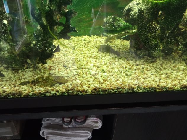 VENDO Pesci pulitore Ancistrus - Ancostrus - Hipostomus - Foto 6