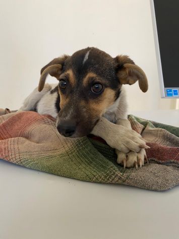 SOPHIE - cucciola di 5 mesi - taglia media - Foto 2