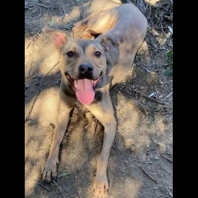 TERRY SOCIEVOLE MENDICA CAREZZE CAGNOLINA IN ADOZIONE - Foto 2