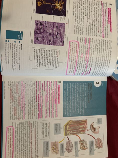 Il corpo umano - La nuova biologia.blu PLUS - Foto 3