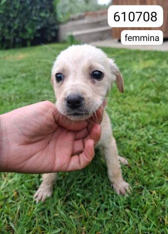 CUCCIOLI 2 MESI taglia media IN CANILE - Foto 5