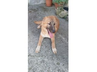 Tonino cucciolo