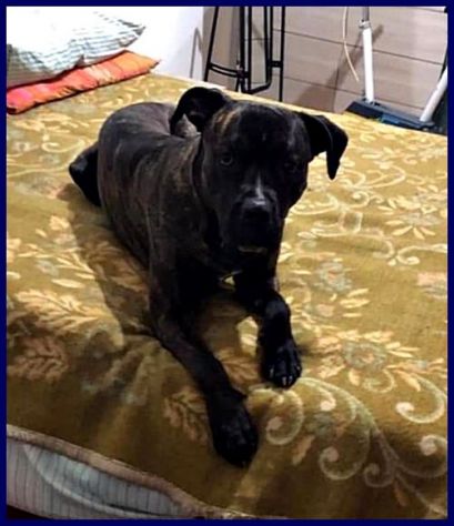 TYSON 3anni bravo,sfortunato mix pit-amstaff rimasto solo! - Foto 2