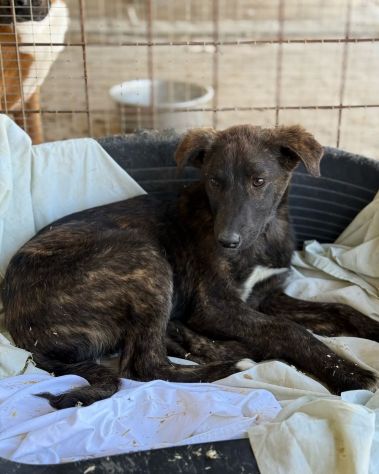 TIGROTTO ADORABILE CUCCIOLO IN ADOZIONE - Foto 4