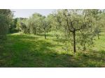 Terreno agricolo in vendita a Casciana Terme Lari 3400 mq  Rif: 1414091