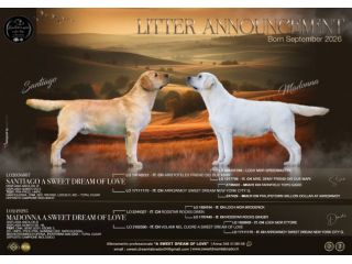 Cuccioli di labrador retriever gialli con pedigree enci